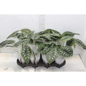 ALOCASIA DRAGON SCALE P12