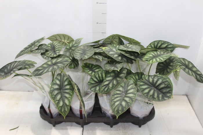 <h4>ALOCASIA DRAGON SCALE P12</h4>