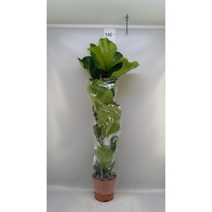 Ficus lyrata