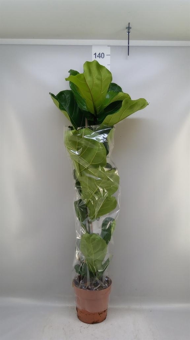 <h4>Ficus lyrata</h4>