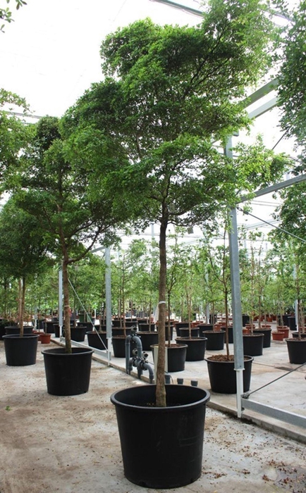 <h4>Overig planten</h4>