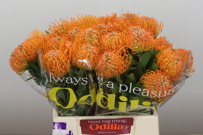 Nutans Soleil