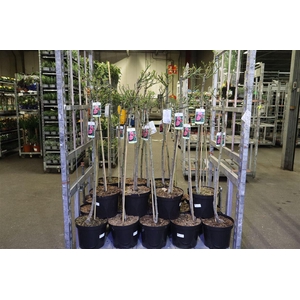 Rosa Fl Hybrid Tea D Pink