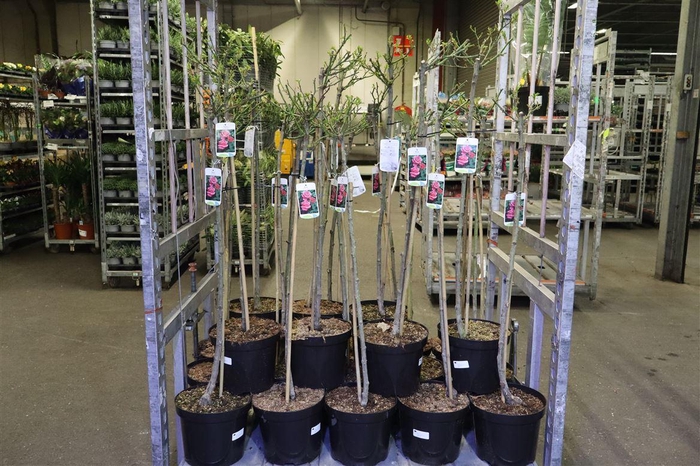 <h4>Rosa Fl Hybrid Tea D Pink</h4>