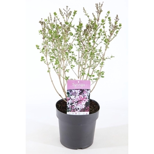 Syringa meyeri Palibin