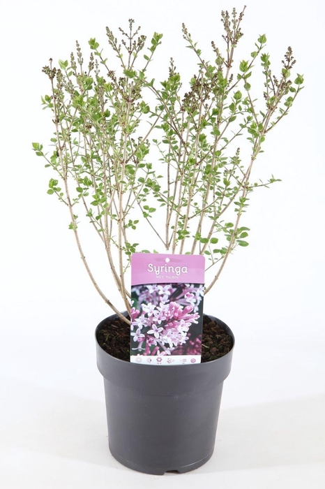 <h4>Syringa meyeri Palibin</h4>
