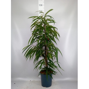Ficus binn. 'Alii'