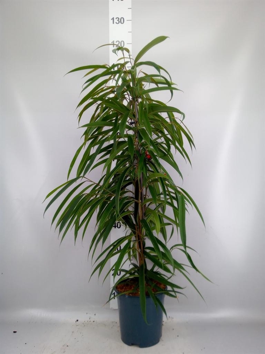 <h4>Ficus binn. 'Alii'</h4>