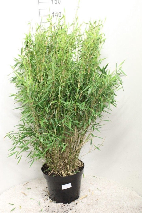 <h4>Fargesia murielae 'Simba' P32</h4>