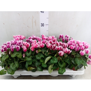 Cyclamen KL 'Metis Fantasia'