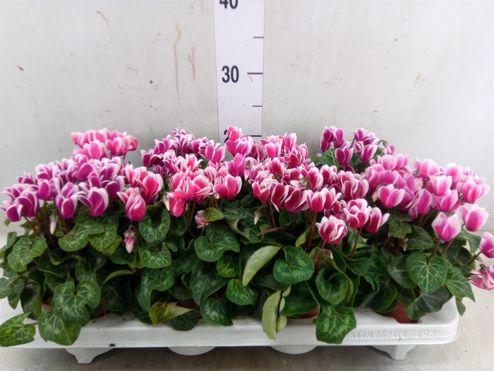<h4>Cyclamen KL 'Metis Fantasia'</h4>