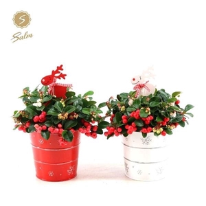 Gaultheria pr. 'Big Berry'® P12 in Zinc X-mas Duo + Reindeer
