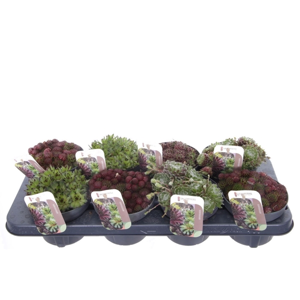 <h4>Sempervivum gemengd</h4>