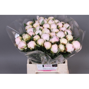 Paeonia Florence Nicholls