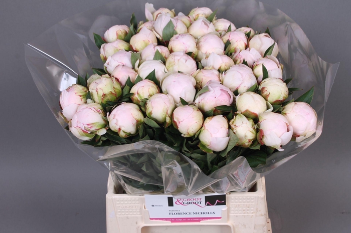 <h4>Paeonia Florence Nicholls</h4>