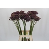 Allium  'Cherry'