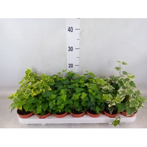 Hedera   ...mix