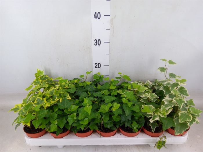 <h4>Hedera   ...mix</h4>
