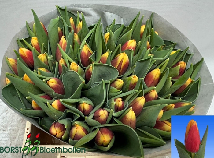 <h4>TU EN SOPRANO</h4>