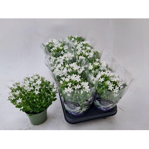 CAMP POR WHI GET MEE