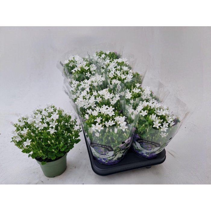 <h4>CAMP POR WHI GET MEE</h4>