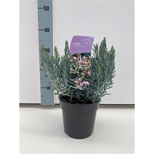 Andromeda polifolia 'Blue Lagoon'