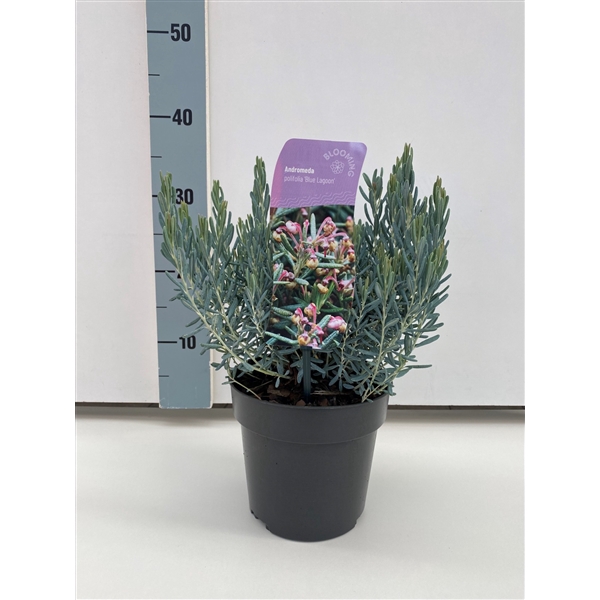 <h4>Andromeda polifolia 'Blue Lagoon'</h4>