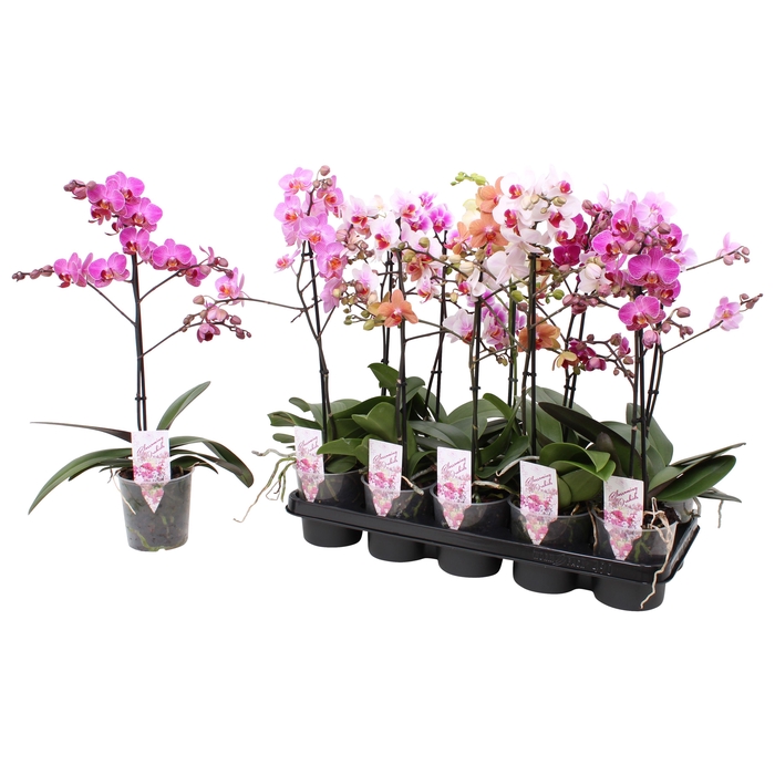 <h4>Phal. Multiflora 1-tak mix vertakt 4 kleuren</h4>