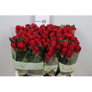 R Gr Red Ribbon