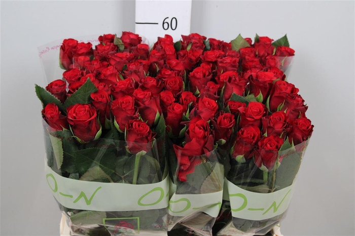 <h4>R Gr Red Ribbon</h4>