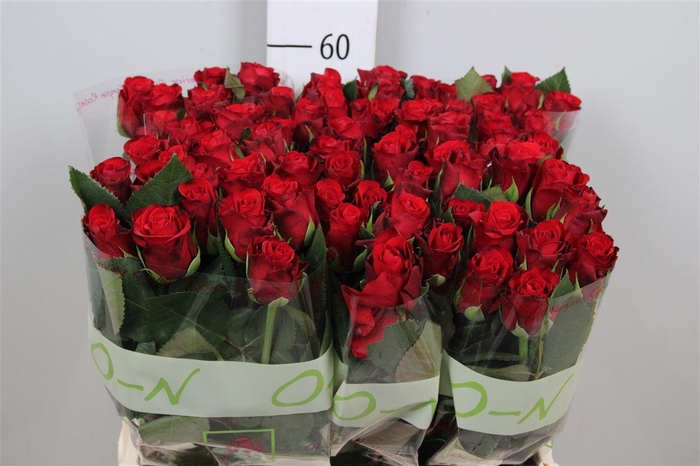 <h4>R Gr Red Ribbon</h4>