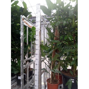 Philodendron  'Silver Queen'