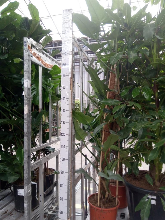 <h4>Philodendron 'Silver Queen'</h4>