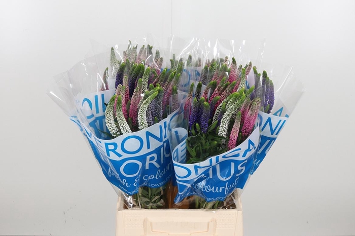 <h4>Veron Smart Col Gem</h4>