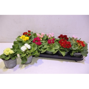 arr8 Prim Ac Gem Dubbel Bloemig