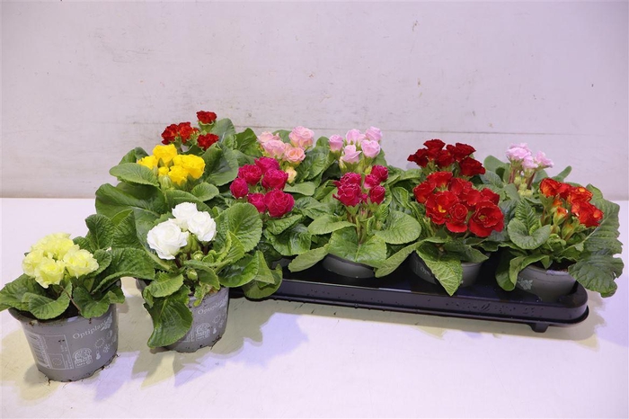 <h4>arr8 Prim Ac Gem Dubbel Bloemig</h4>