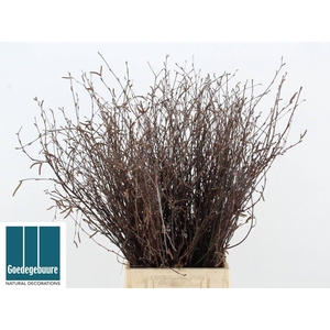 Berktak Natural 70 Cm