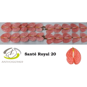 ANTH A SANTE ROYAL 20