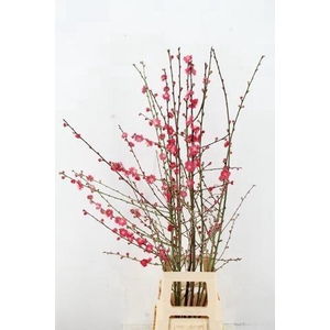 PRUNUS MELRED VERTAKT 120CM