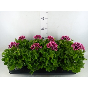 Pelargonium gran.   ..