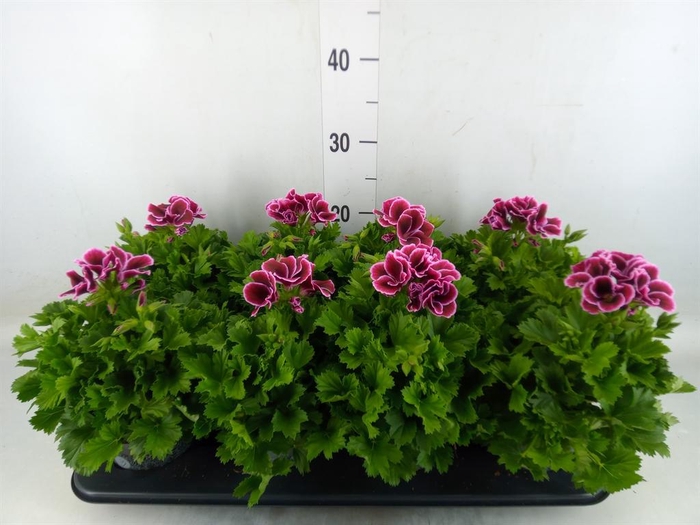 <h4>Pelargonium gran.   ..</h4>