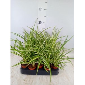 Chlorophytum cos. 'Atlantic'