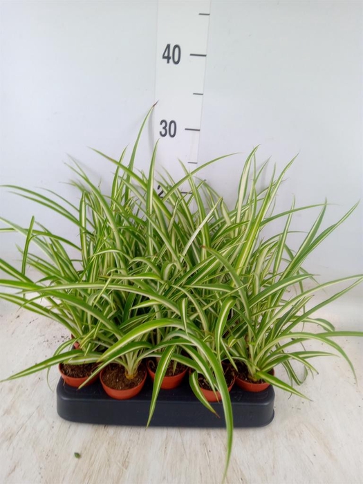 <h4>Chlorophytum cos. 'Atlantic'</h4>
