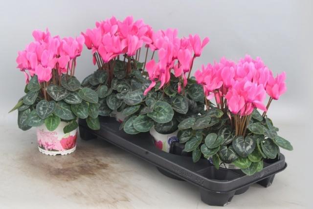 <h4>CYCL GR SUP XL</h4>