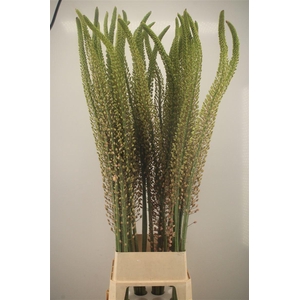Eremurus Pink Romance