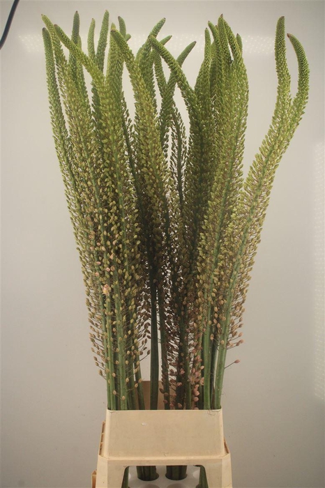 Eremurus Pink Romance