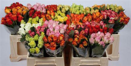 <h4>R Gr Gem In Fust</h4>