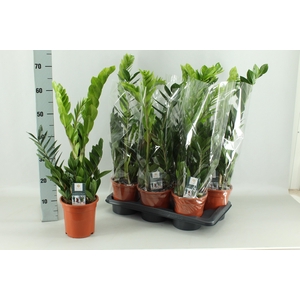 ZAMIO ZAMIIFOLIA