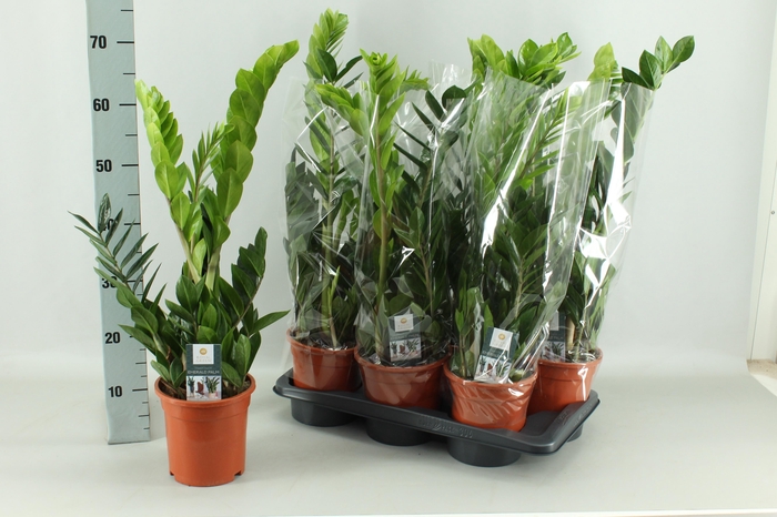 <h4>!! PROMO !! ZAMIO ZAMIIFOLIA P17</h4>