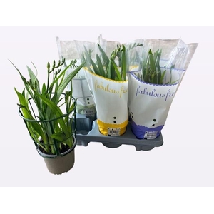 FREESIA OV